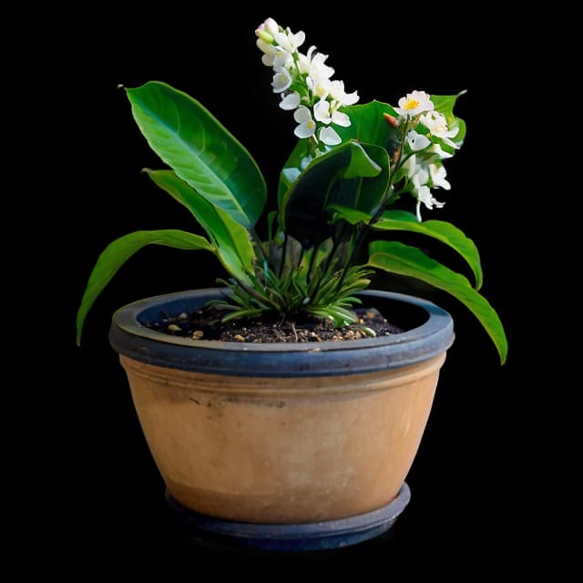 Snake Plant