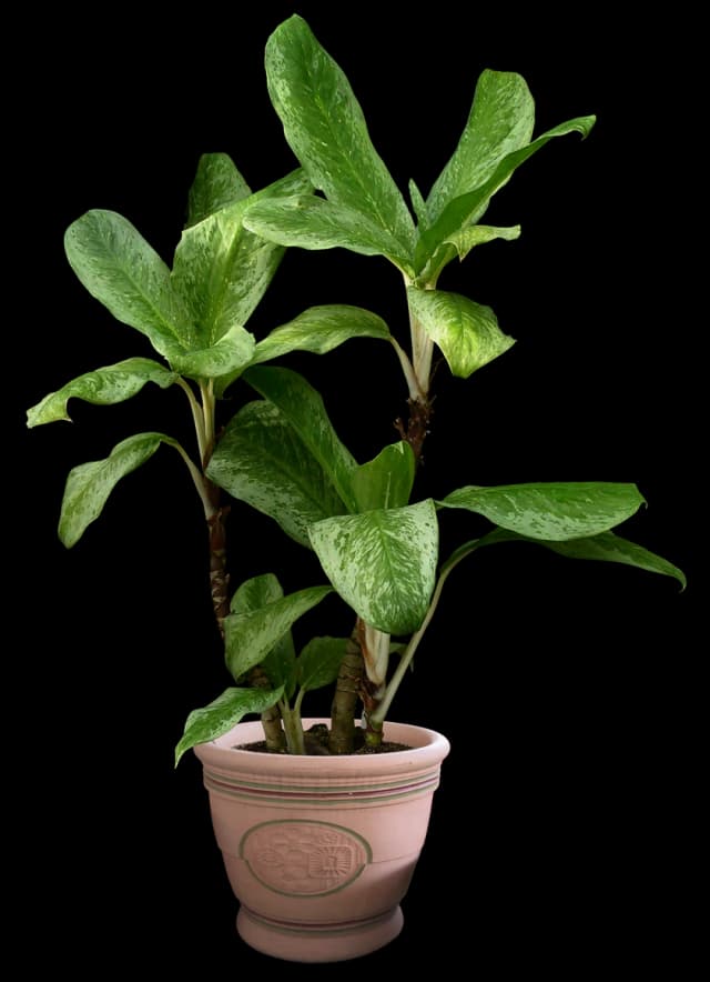 Pothos