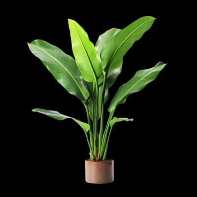ZZ Plant