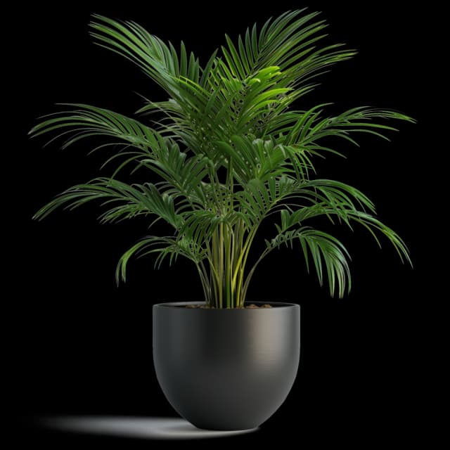 Peace Lily